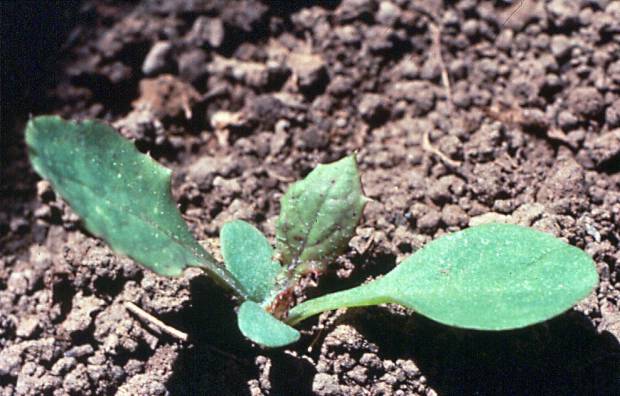 click for maximum size image of Annual sowthistle - Seedling