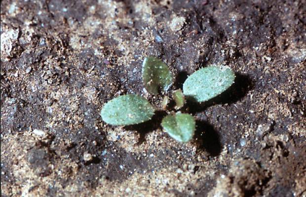 click for maximum size image of Blue mustard - Seedling