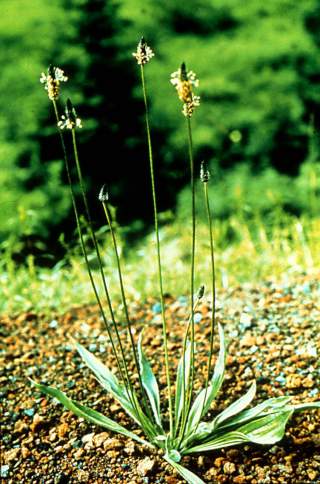click for larger image of Buckhorn plantain - Mature