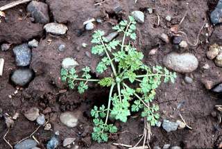 click for larger image of Bur chervil - Seedling