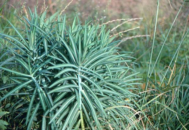 click for maximum size image of Caper spurge or mole plant - Mature