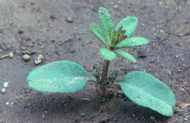 click for maximum size image of Catchweed bedstraw - Seedling