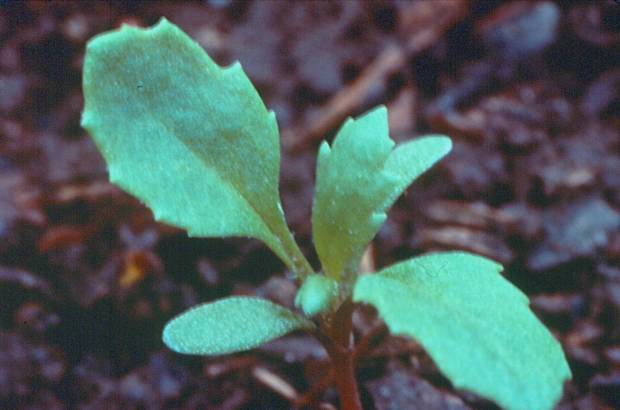 click for maximum size image of Common groundsel - Seedling
