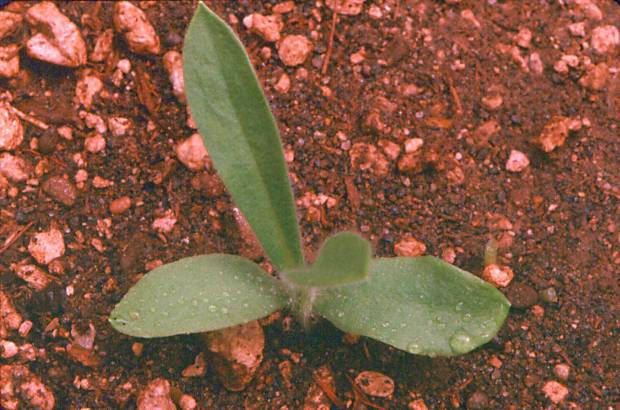 click for maximum size image of Corn cockle - Seedling