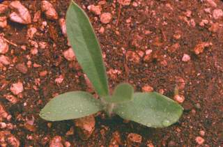click for larger image of Corn cockle - Seedling