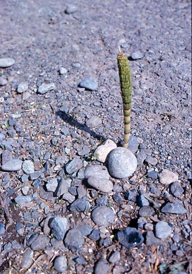click for maximum size image of Field horsetail - Seedling