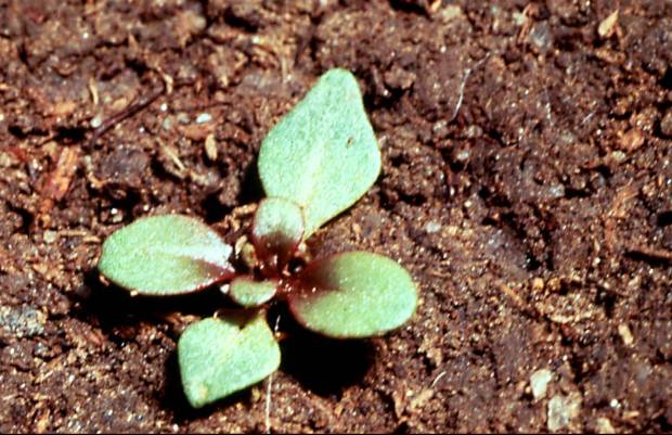 click for maximum size image of Fireweed - Seedling