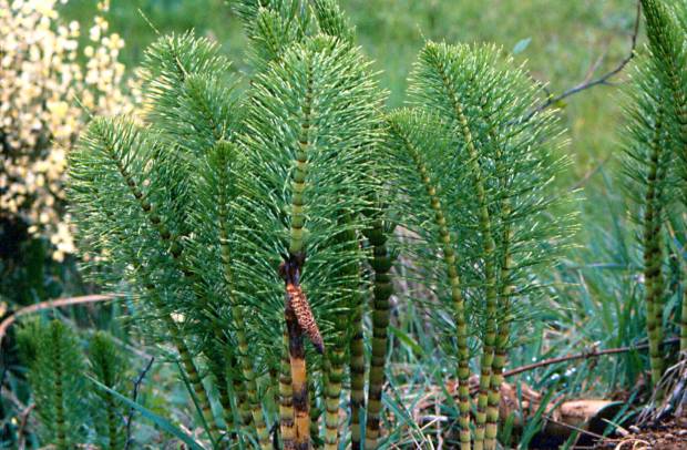 click for maximum size image of Giant horsetail - Mature