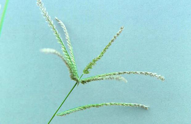 click for maximum size image of Goosegrass - Flower