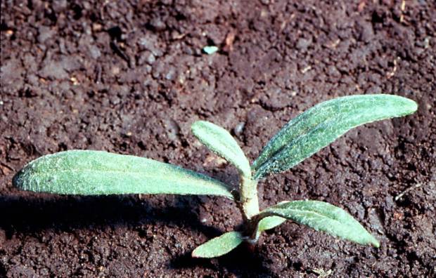 click for maximum size image of Ladysthumb-Smartweed - Seedling