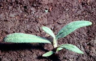 click for larger image of Ladysthumb-Smartweed - Seedling