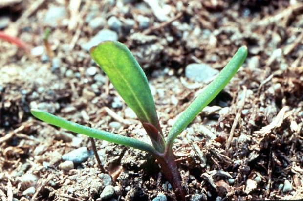 click for maximum size image of Prostrate knotweed - Seedling