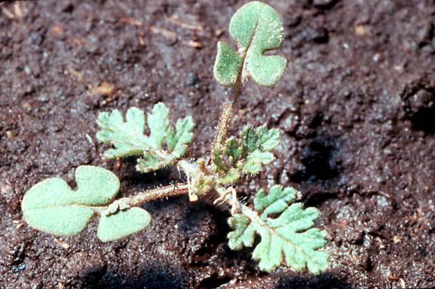 click for maximum size image of Redstem filaree - Seedling