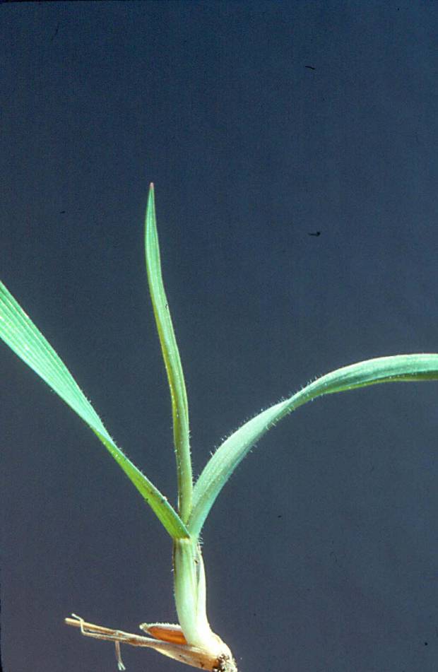 click for maximum size image of Ripgut brome - Seedling