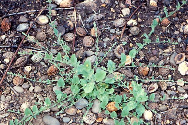 click for maximum size image of Sharppoint fluvellin - Mature