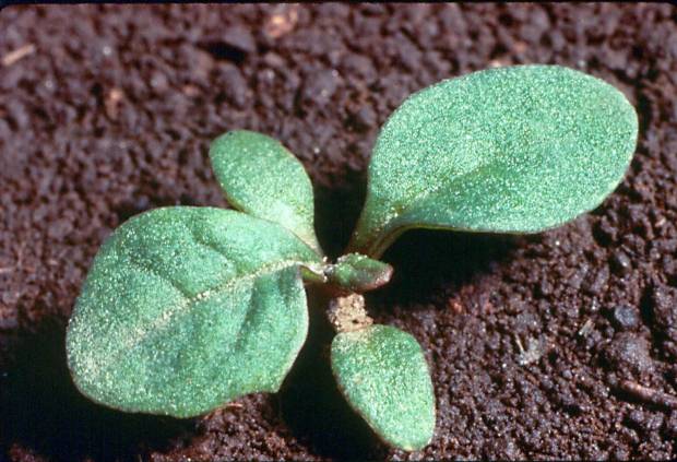 click for maximum size image of Tansy ragwort - Seedling