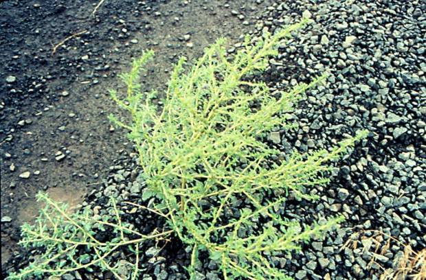 click for maximum size image of Tumble pigweed - Mature