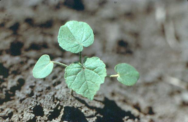 click for maximum size image of Velvetleaf - Seedling