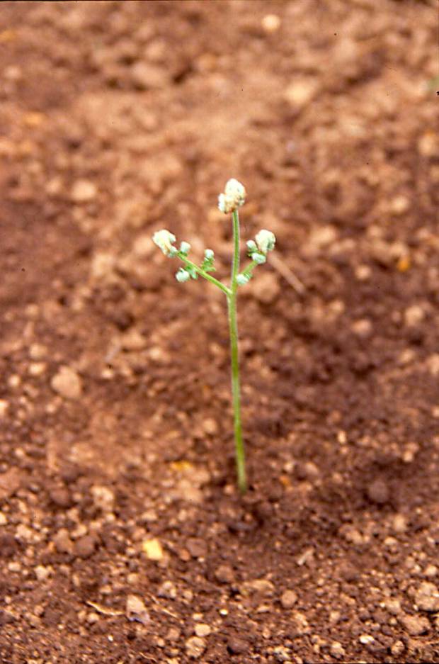 click for maximum size image of Western bracken fern - Seedling
