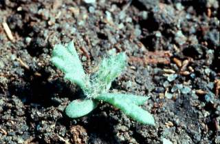 click for larger image of Yarrow - Seedling