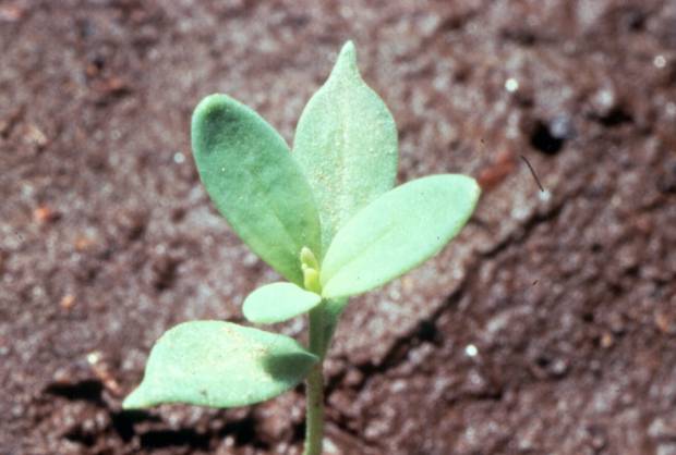 click for maximum size image of Yellow toadflax - Seedling